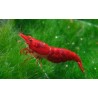 Červená krevetka var. Červená čerešňa - Neocaridina davidi var. Red cherry