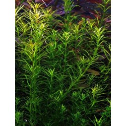 Rotala Nanjenshan 2
