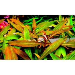 Staurogyne sp.'BIHAR' 2