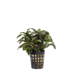 Staurogyne sp.'BIHAR'