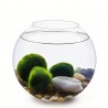 Sada - okrúhle akvárium 20 cm, 3 gule z morských rias, dekorácia