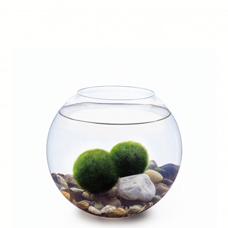 Sada - okrúhle akvárium 15,5 cm, 2 gule z morských rias, dekorácia
