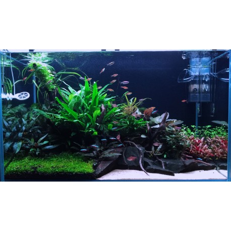 Zbierka rastlín pre 400l akvárium s nízkou potrebou údržby