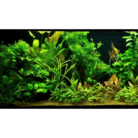 Zbierka rastlín pre komunitné akvárium 500l