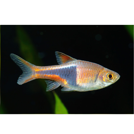 Razbora Espeho - Rasbora espei