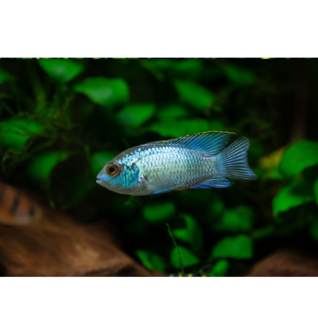 Akara modrá Neon Blue - Nannacara sp. Neon Blue