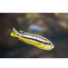 Melanochromis auratus - Melanochromis auratus
