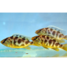 Myšiak obyčajný - Nimbochromis venustus
