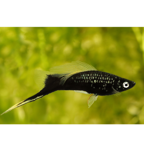 Mečiar čierny - Xiphophorus helleri black