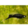 Mečiar čierny - Xiphophorus helleri black