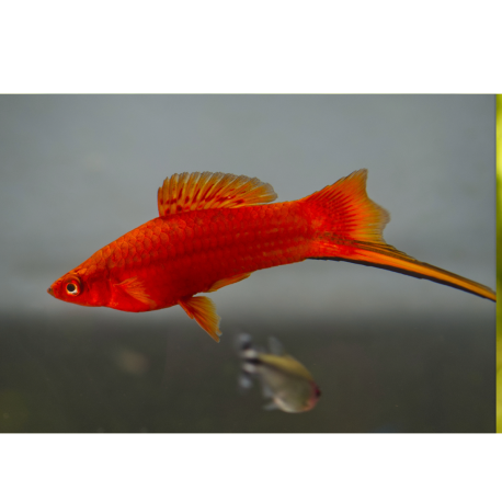 Mečúň ada červený - Xiphophorus helleri ada red