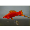 Mečúň ada červený - Xiphophorus helleri ada red