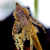 Krevetka sieťovaná - Pterygoplichthys gibbiceps