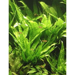 Microsorium pteropus 2