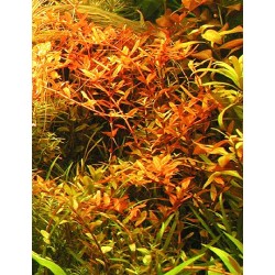 Rotala rotundifolia 2