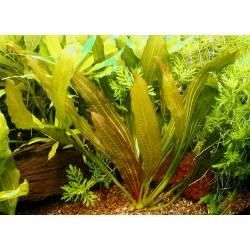 Echinodorus rubínový 2